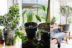 Evinizin Salonunda Yetiştirebileceğiniz 5 Meyve Ağacı